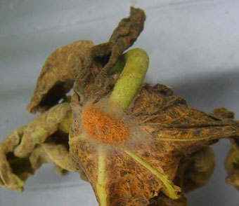 二點葉蟎纏繞葉尖結成厚網