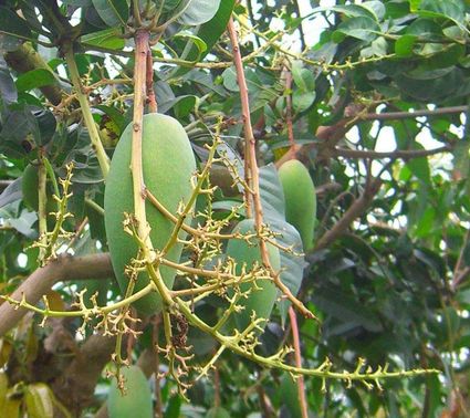 芒果抽穗、結果