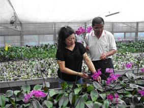 鵝爸爸與鵝媽媽在珍寶蘭園照料開花中的蘭株