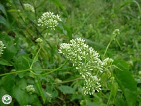 小花蔓澤蘭白色頭狀花序，蔓性莖攀附於其他植物上